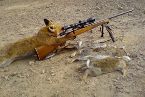 Gambar hewan lucu anjing sniper.jpg