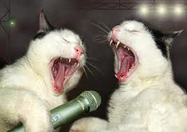 Gambar hewan lucu kucing sedang menyanyi.jpg
