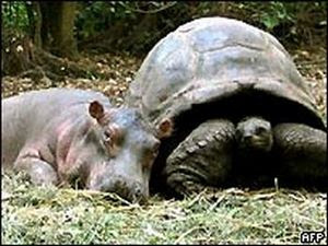 Gambar hewan lucu kudanil love kura- kura.jpg